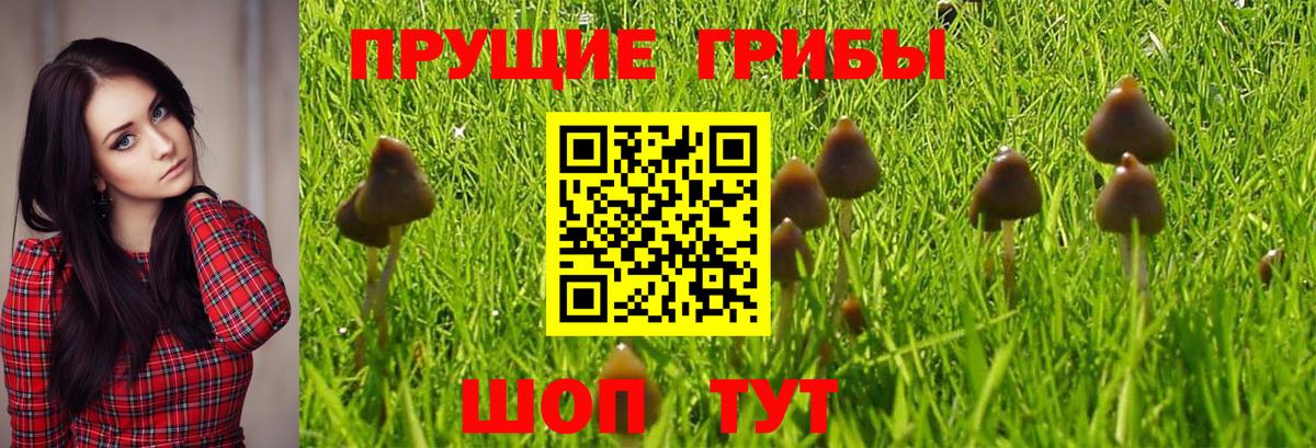 Галлюциногенные грибы MAGIC MUSHROOMS Богородицк